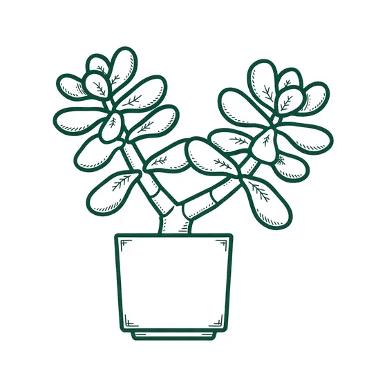 Jade Plant Leaning in Square Pot