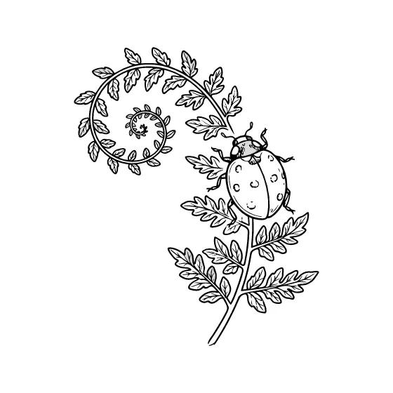 Ladybug Climbing Fern Stem