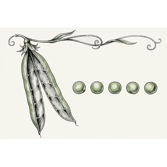 Vintage Pea Pod With Five Peas