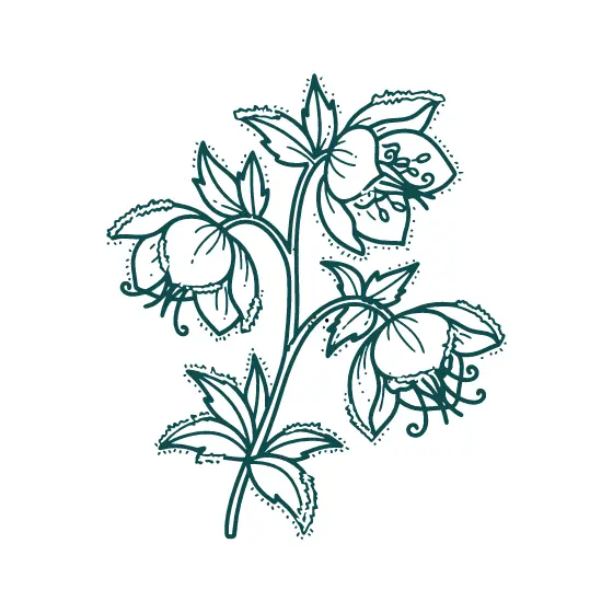 Teal Hellebore Sprig With Nodding Blooms