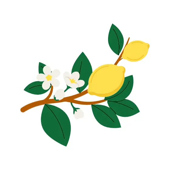 Lemon Branch With White Blossoms