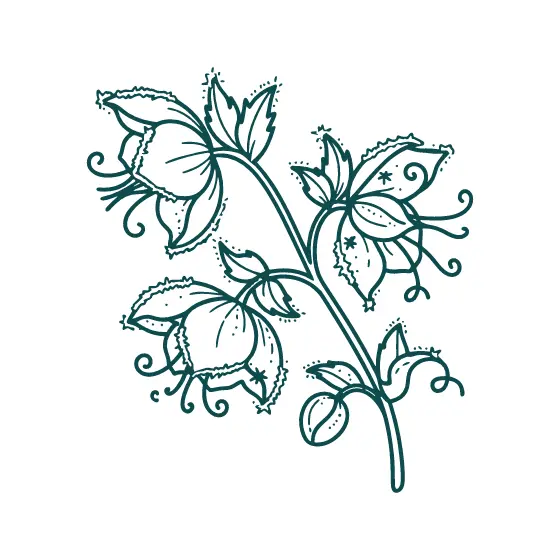 Teal Hellebore Trio With Curled Stamens