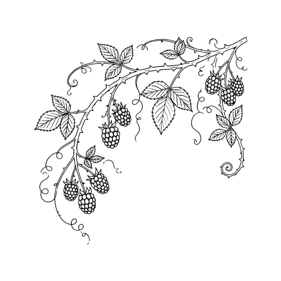 Arching Blackberry Branch Spray Line Art