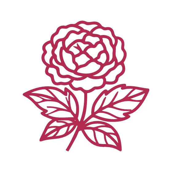 Rose Pink Blooming Flower Outline