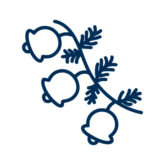 Diagonal Sprig With Three Bells