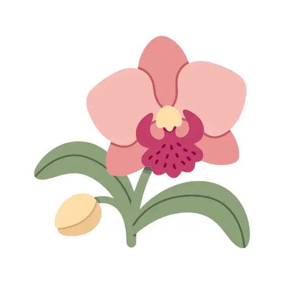 Pink Orchid With Magenta Lip