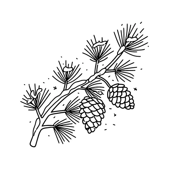 Snowy Pine Bough With Two Cones