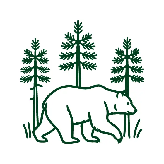 Bear Walking Past Forest Trees