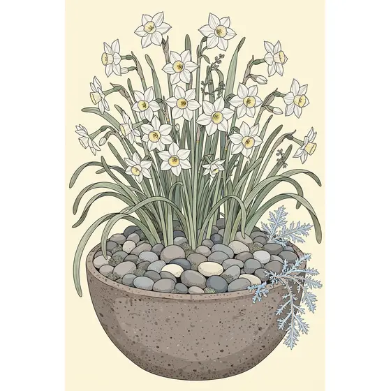Paperwhite Narcissus in Pebble-Filled Clay Bowl