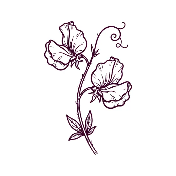 Sweet Pea Blossoms With Curling Tendril