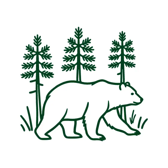 Black Bear Walking Through Pine Forest