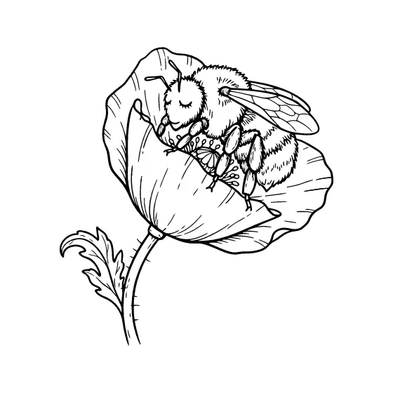 Sleepy Bumblebee Resting on Poppy