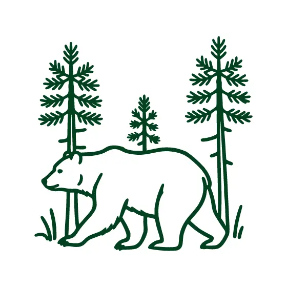 Bear Walking Among Pines