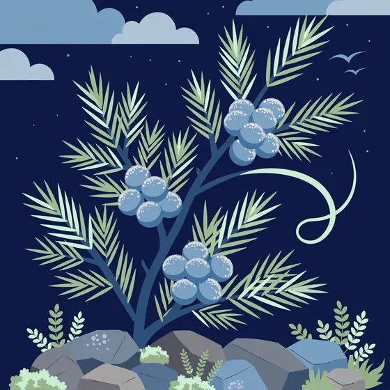 Frosted Juniper Sprig on Midnight Blue