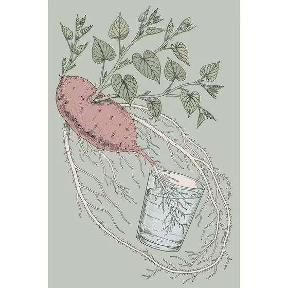 Sweet Potato Roots Trailing Into Glass