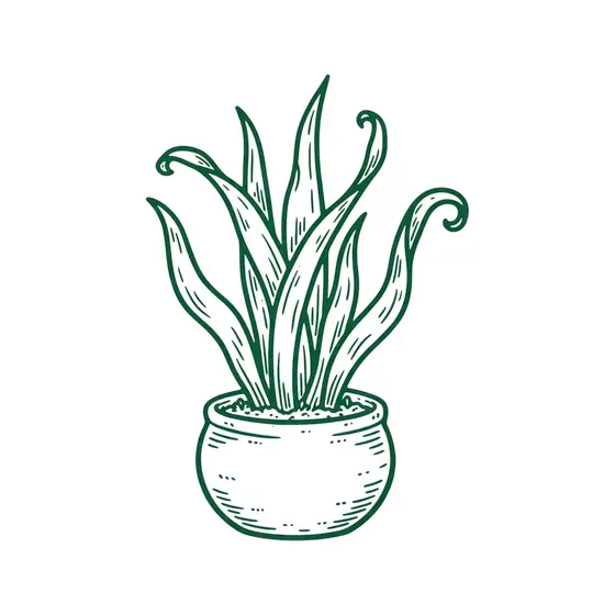 Snake Plant in Round Clay Pot