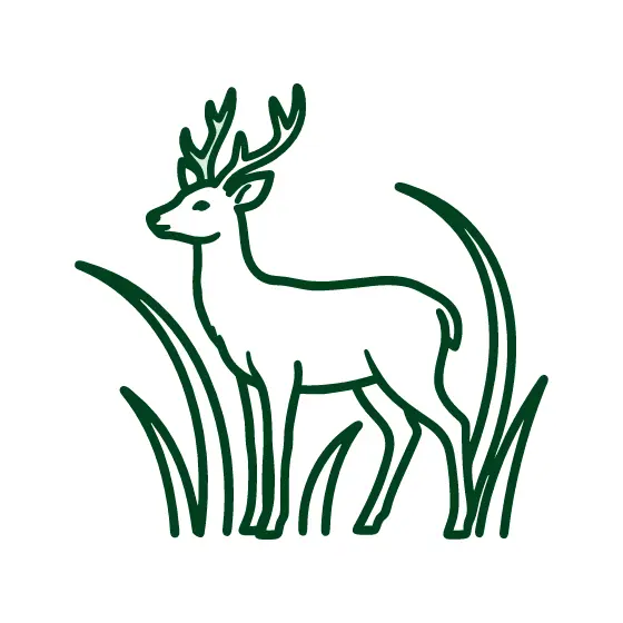 Antlered Deer in Grass