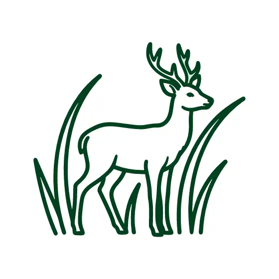 Deer Standing in Tall Grass