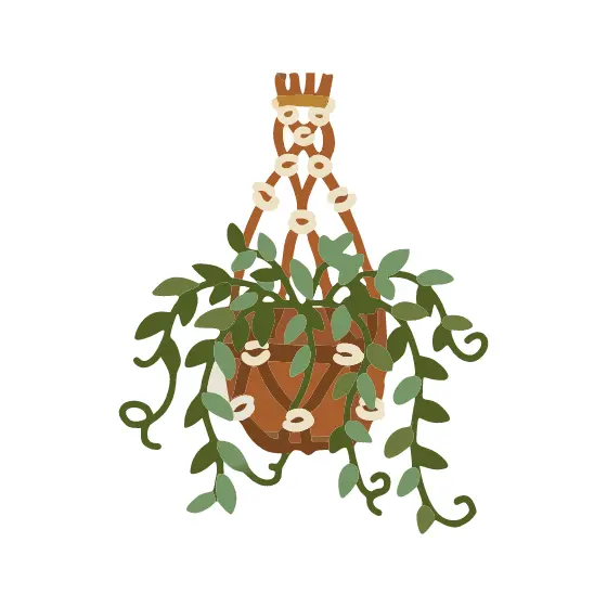 Trailing Hanging Plant in Macrame