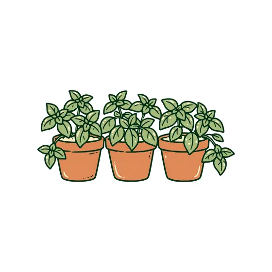 Three Terracotta Pots Of Basil