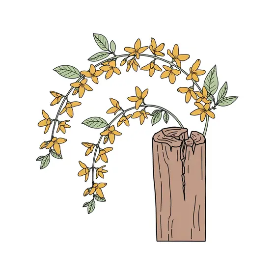 Forsythia Branches Arching Over Fence Post