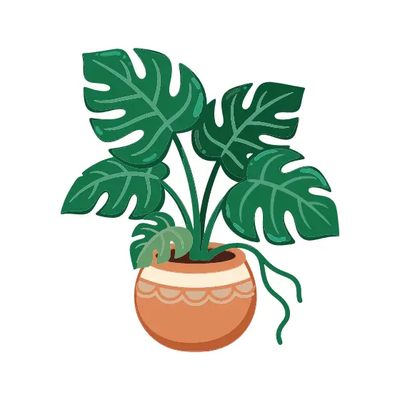 Monstera Plant In Terracotta Pot