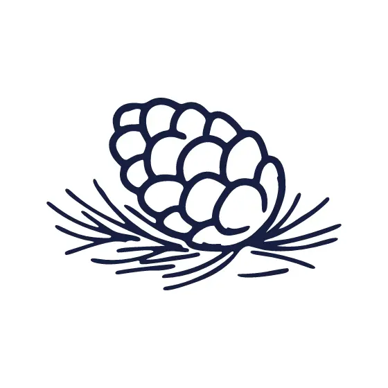 Pinecone Resting on Pine Needles