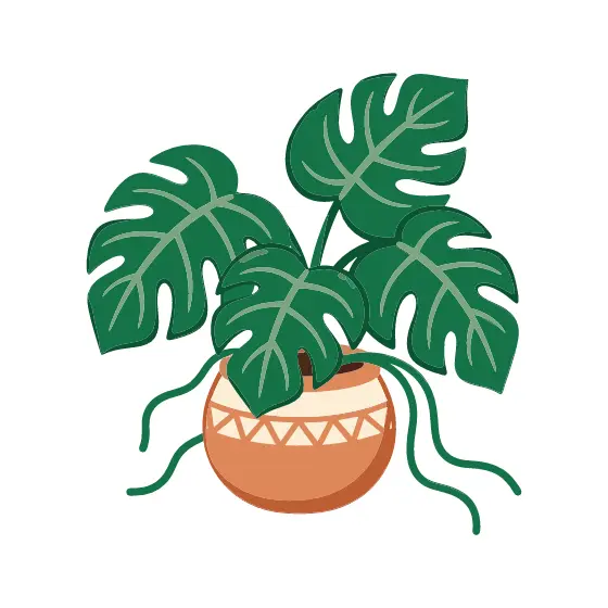 Monstera Plant With Triangle Pot