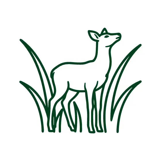 Deer Alert in Tall Grass