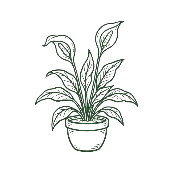 Peace Lily in Pot Line Art
