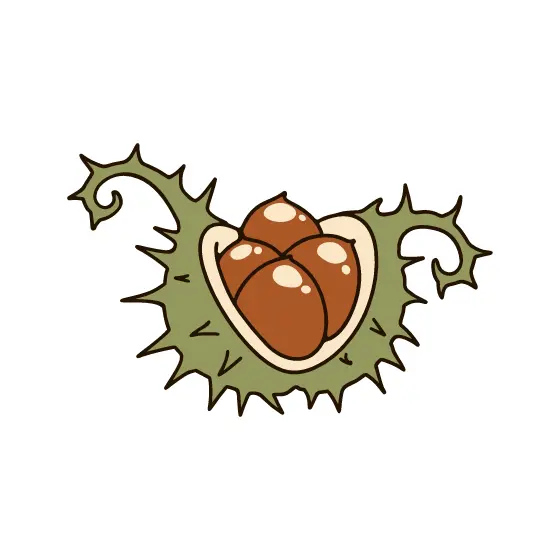 Open Chestnut Burr With Shiny Seeds