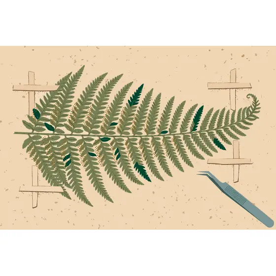 Pressed Fern Frond on Herbarium Page