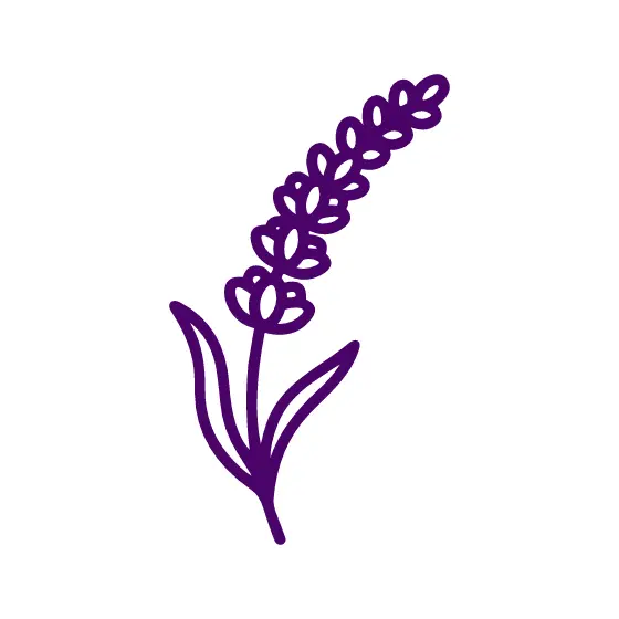 Violet Lavender Stalk Line Art