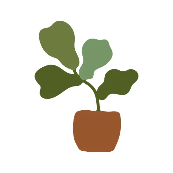 Small Potted Fiddle Leaf Plant