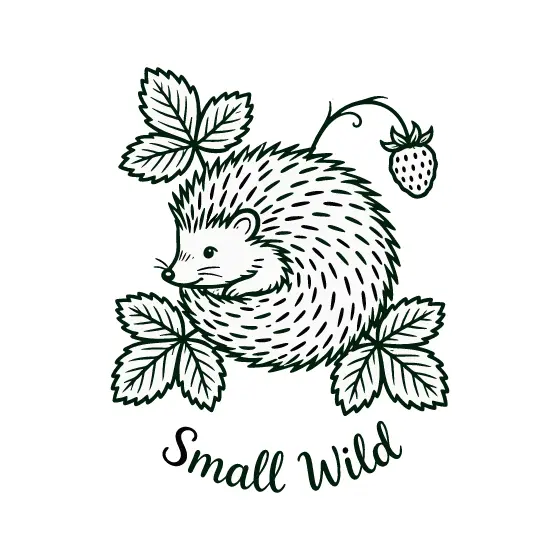 Hedgehog Curled Beside Strawberry Leaves