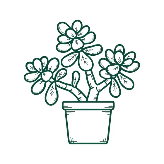 Jade Plant Three Branches Round Pot