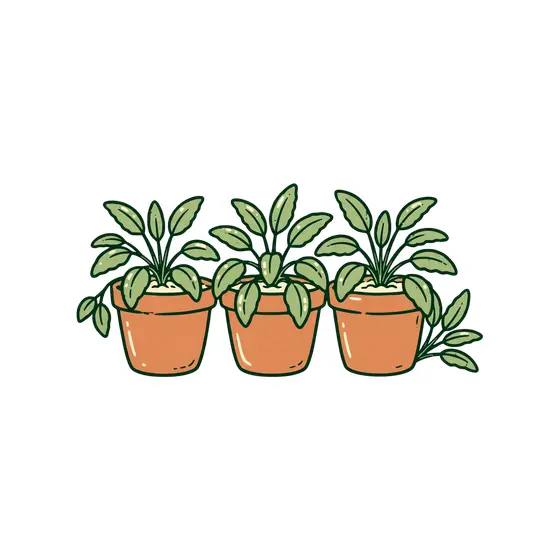 Three Terracotta Pots Of Sage