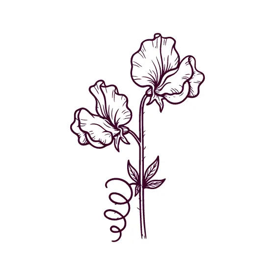 Sweet Pea Stem With Spiral Tendril
