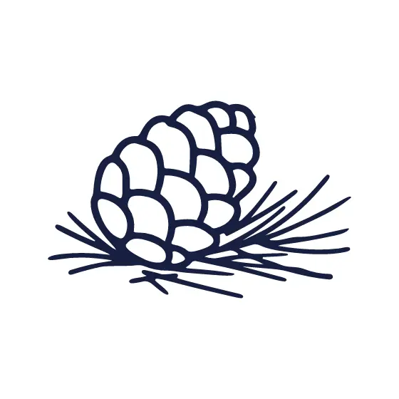 Tilted Pinecone With Long Needles