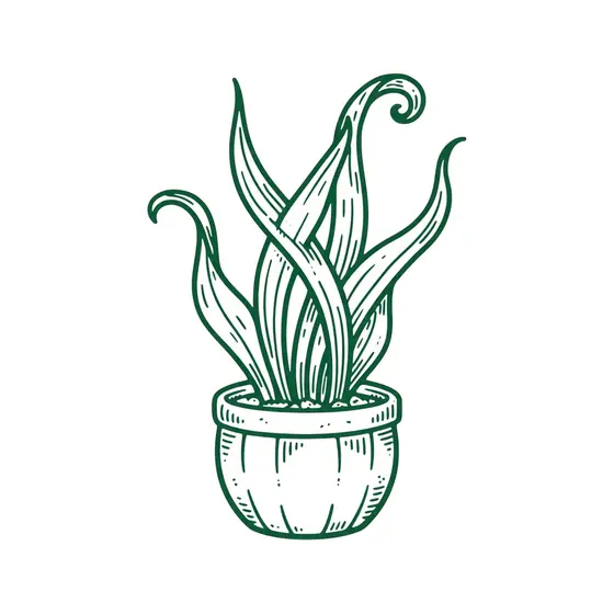 Snake Plant with Twisting Leaves