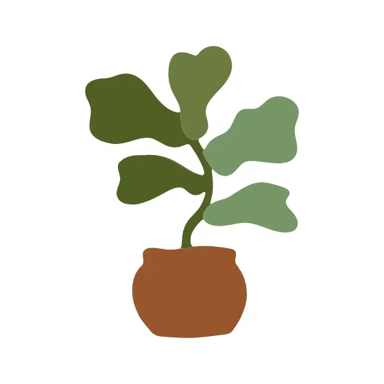Potted Fiddle Leaf Fig Plant