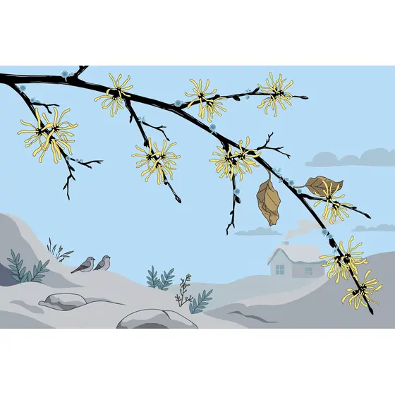 Witch Hazel Branch with Gold Blossoms