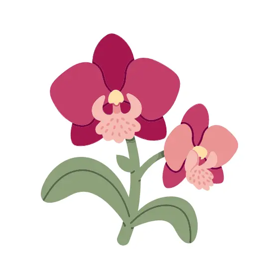 Two Magenta Orchids on Stems