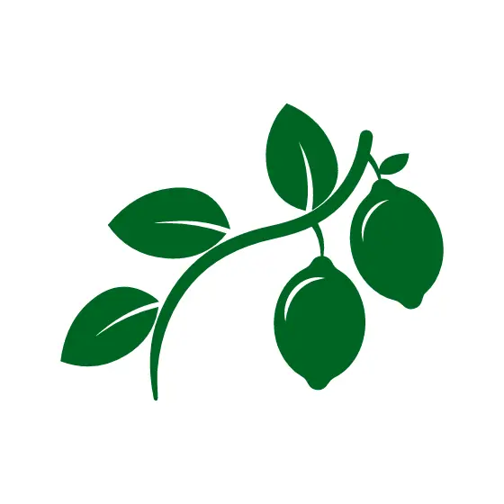 Lemon Branch With Four Leaves