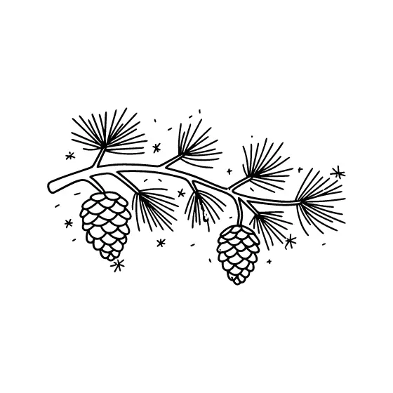 Slender Pine Sprig With Hanging Cones