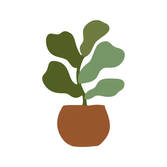 Fiddle Leaf Fig in Terracotta Pot
